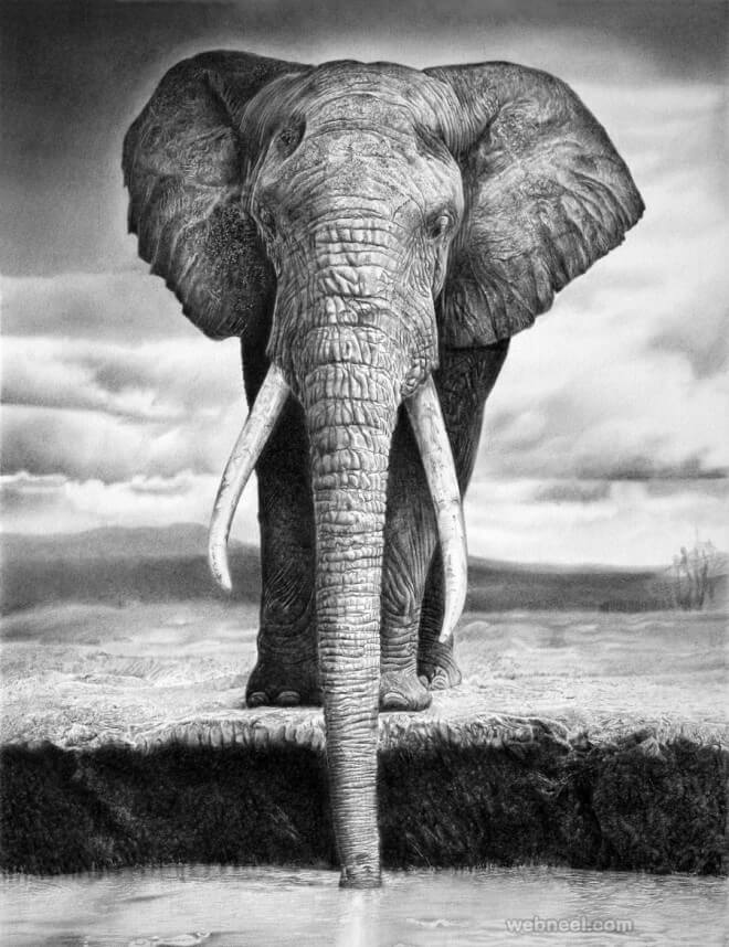 pencil sketches of animals