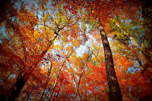 58 Beautiful Fall Pictures That Will Inspire You To Become a Photographer