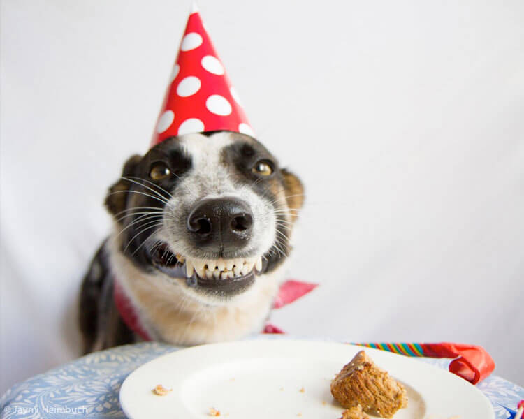 birthday cake for a dog to eat