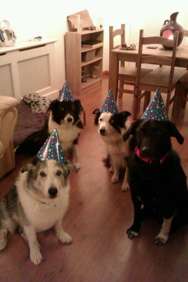 happy birthday dog pictures 10 (1)