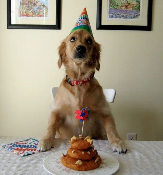 These 31 Happy Birthday Dog Images Are So Cute I'm Wagging My Imaginary ...