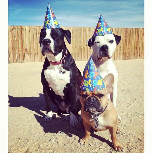 happy birthday pooch images 14 (1)