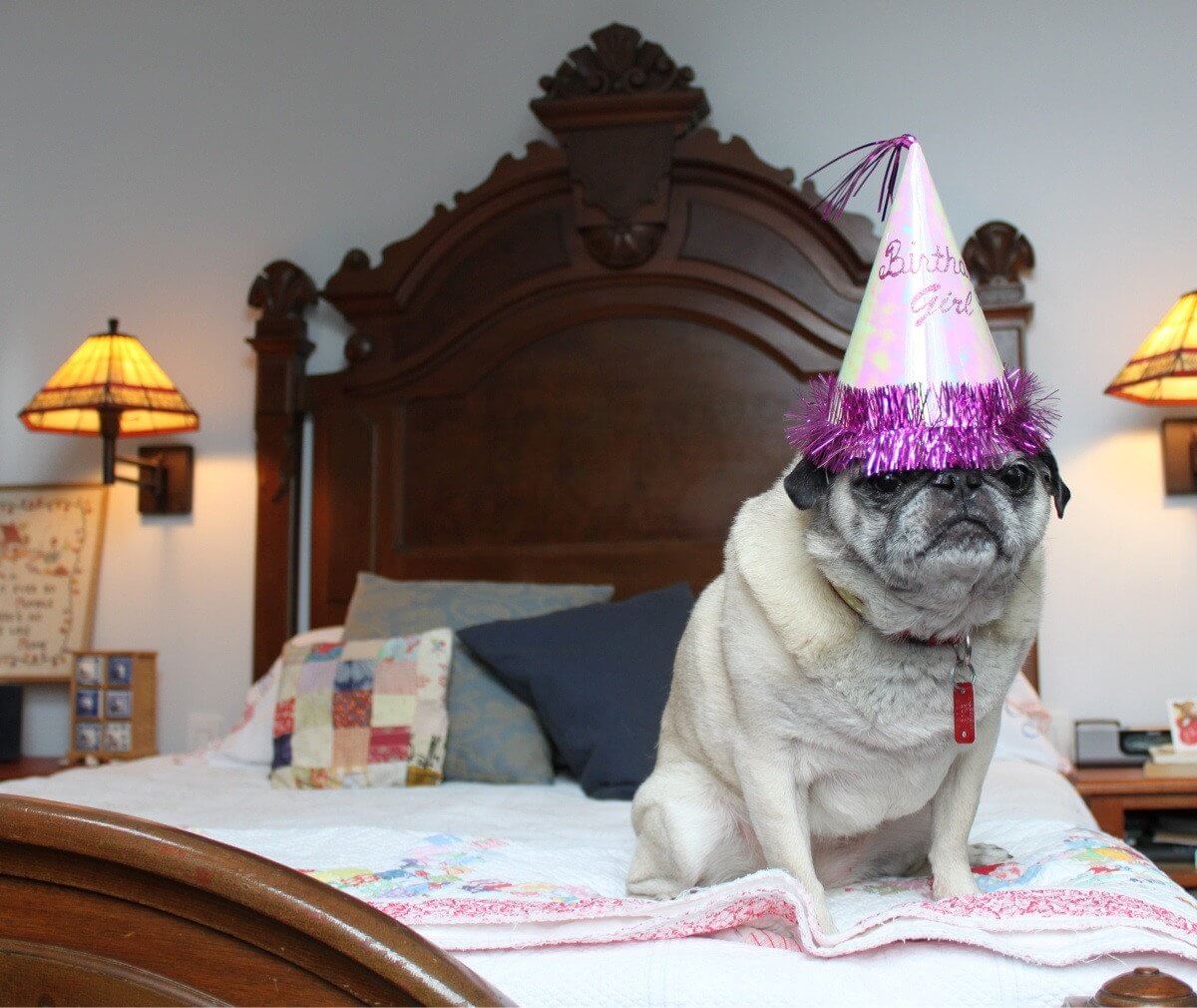 These 31 Happy Birthday Dog Images Are So Cute I'm Wagging My Imaginary ...