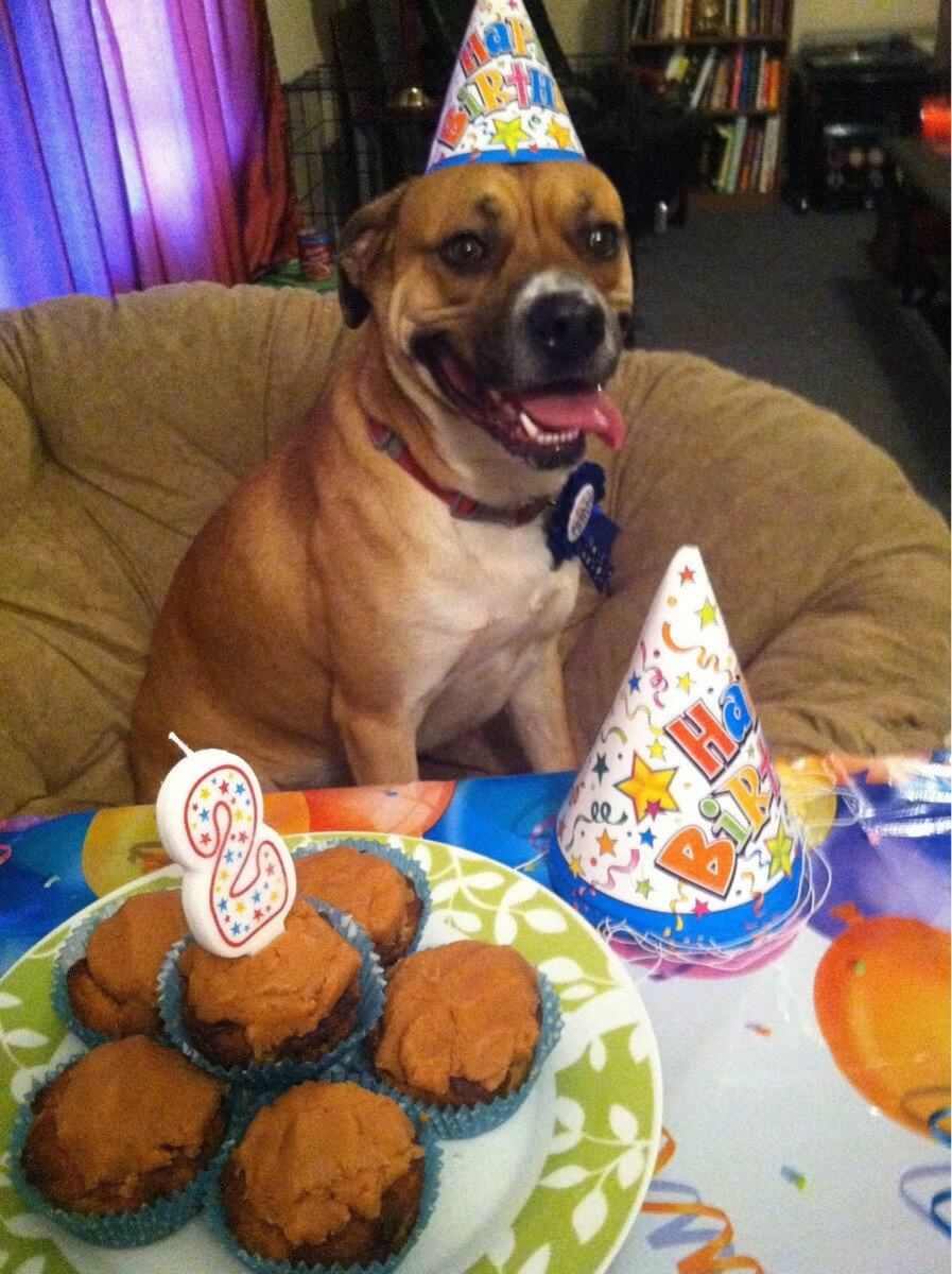 These 31 Happy Birthday Dog Images Are So Cute I'm Wagging My Imaginary ...