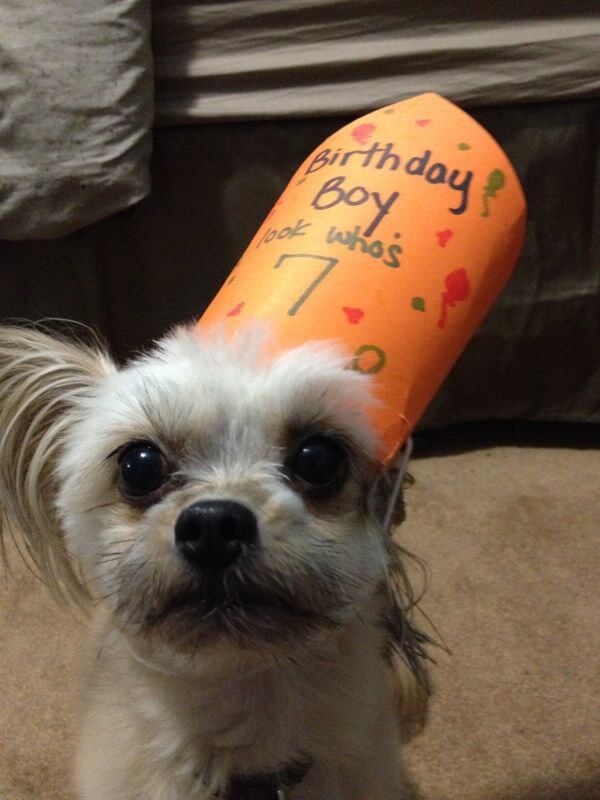 These 31 Happy Birthday Dog Images Are So Cute I'm Wagging My Imaginary Tail