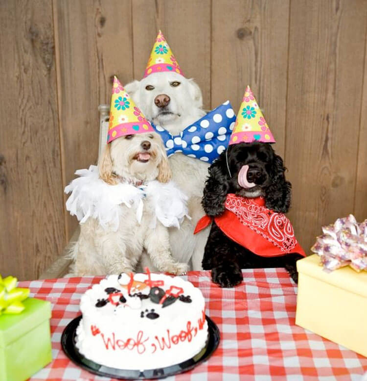 These 31 Happy Birthday Dog Images Are So Cute I M Wagging My Imaginary Tail