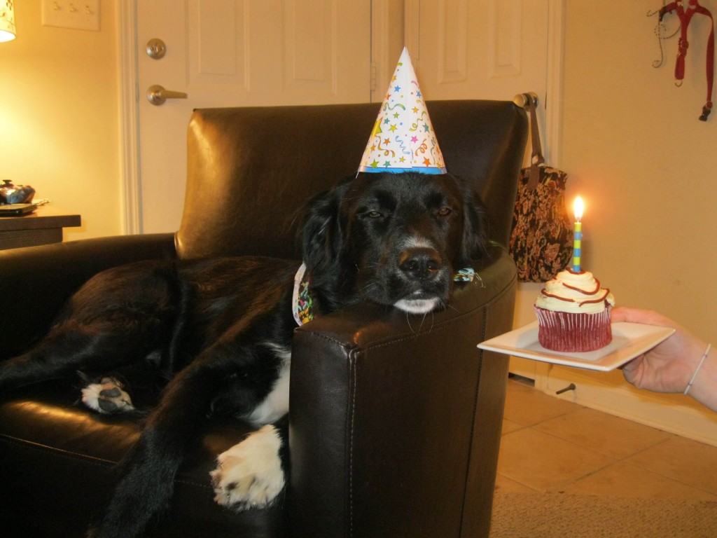 These 31 Happy Birthday Dog Images Are So Cute I'm Wagging My Imaginary ...