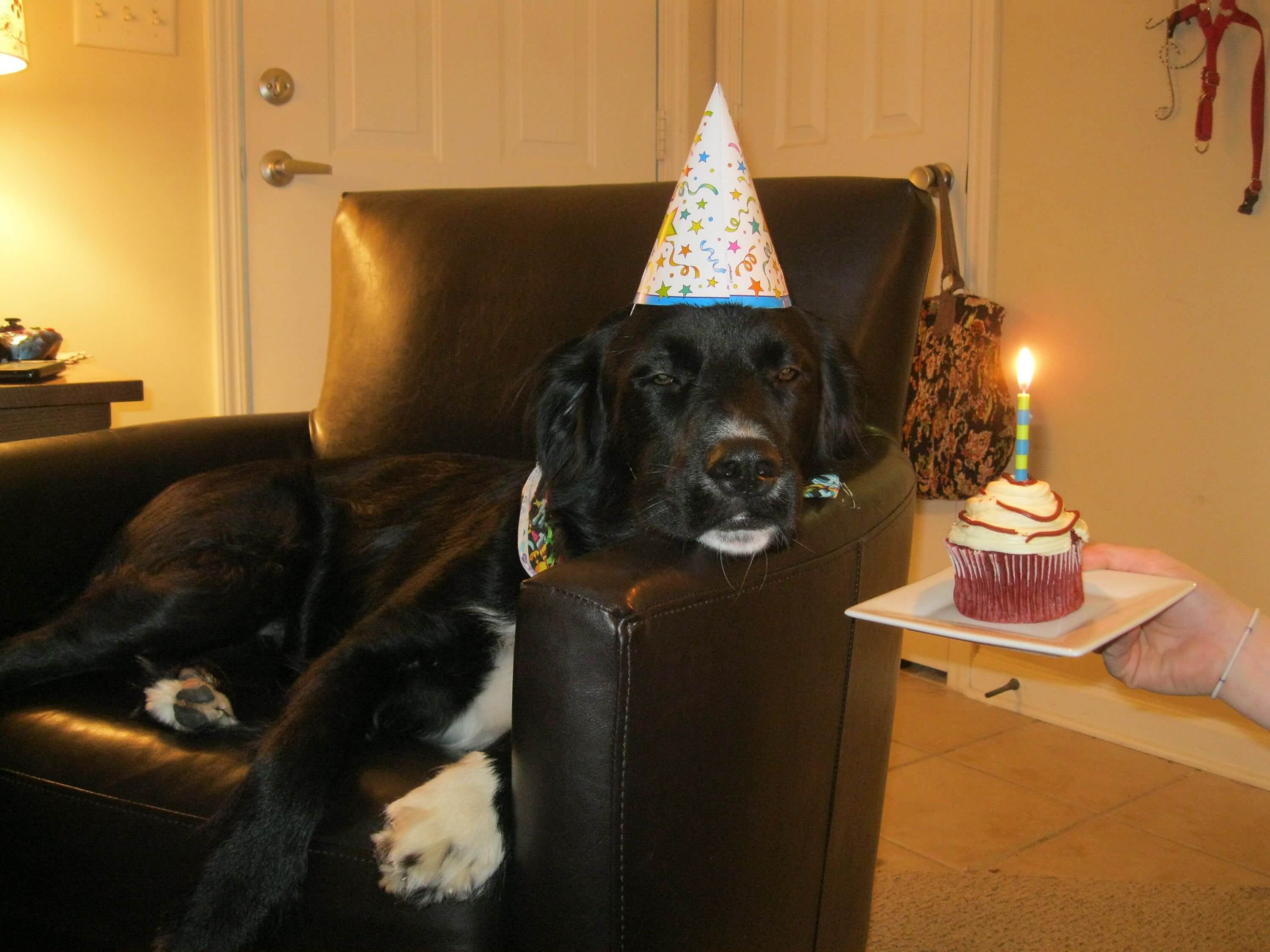 These 31 Happy Birthday Dog Images Are So Cute I'm Wagging My Imaginary ...