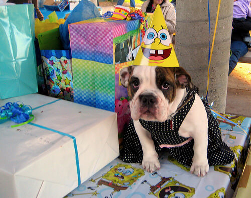 happy birthday dog pics 25 (1)