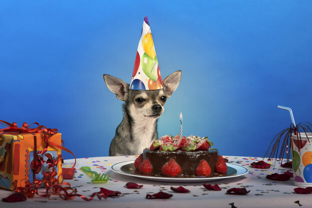 These 31 Happy Birthday Dog Images Are So Cute I'm Wagging My Imaginary Tail