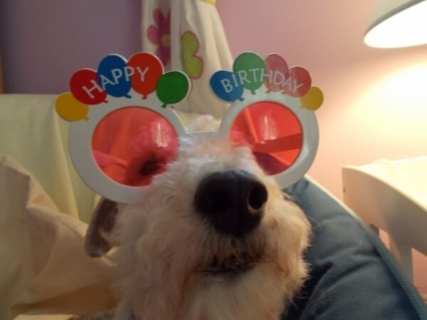 happy birthday dog pics 27 (1)