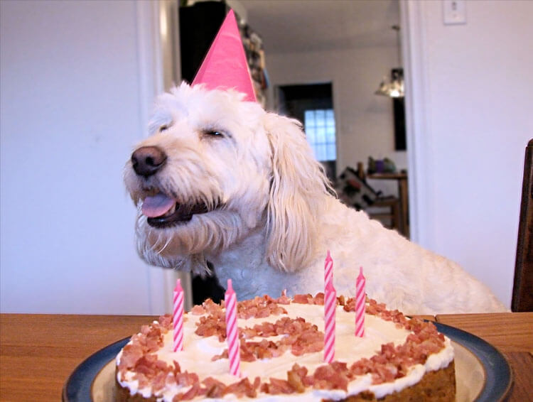 These 31 Happy Birthday Dog Images Are So Cute I'm Wagging My Imaginary