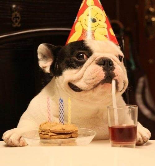 happy birthday dog images 31 (1)