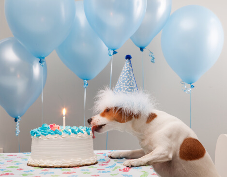 happy birthday dog pictures 4 (1)