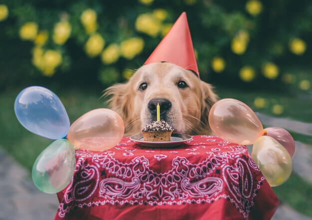 These 31 Happy Birthday Dog Images Are So Cute I�m Wagging My Imaginary