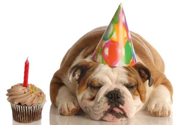 These 31 Happy Birthday  Dog  Images Are So Cute I m Wagging 