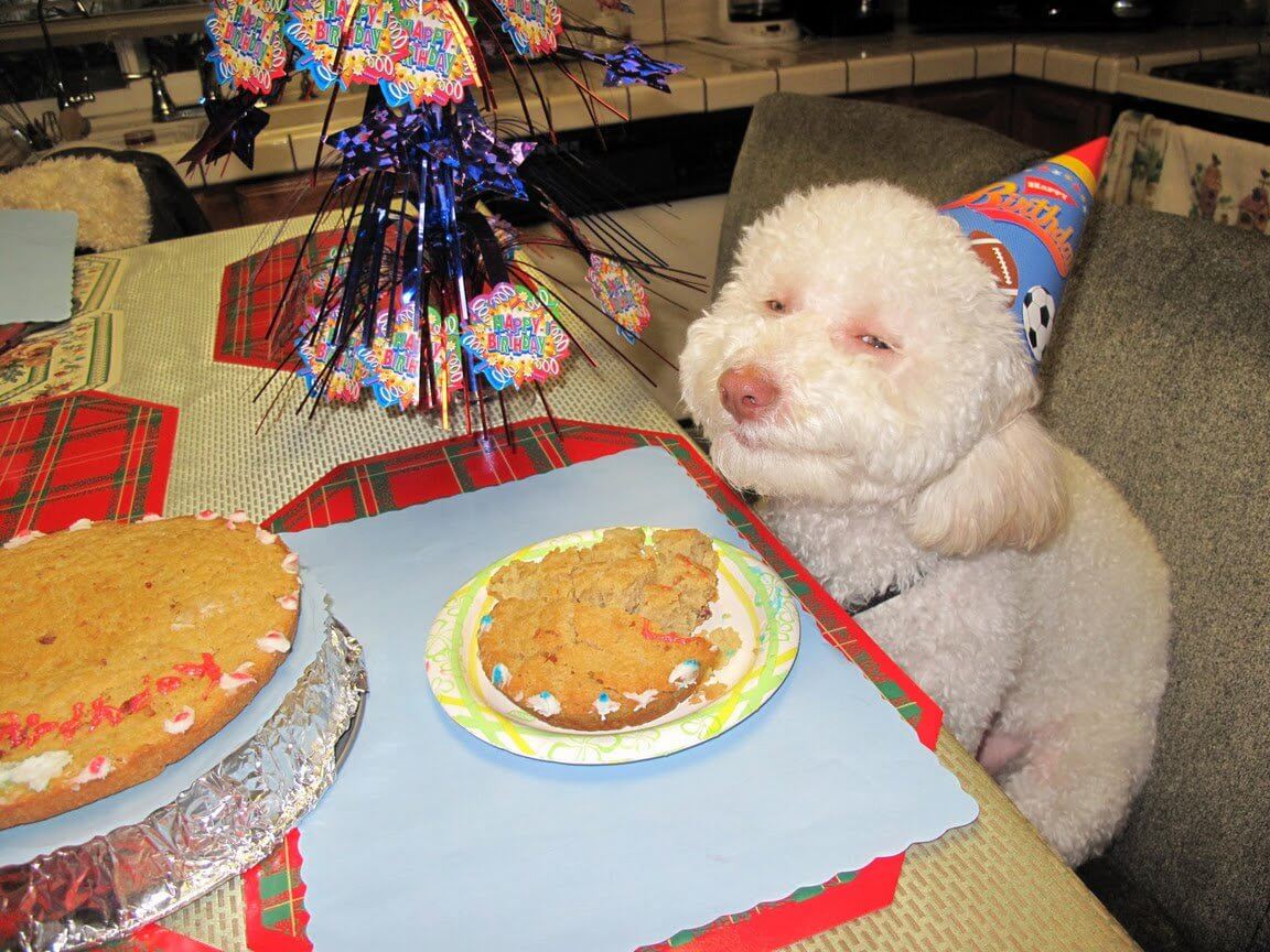 These 31 Happy Birthday Dog Images Are So Cute I'm Wagging My Imaginary ...