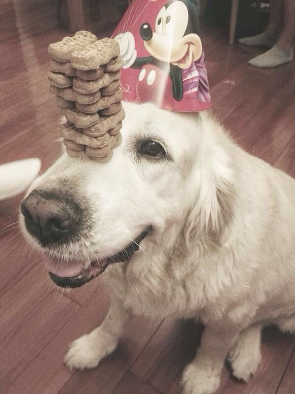 happy birthday dog pictures 8 (1)