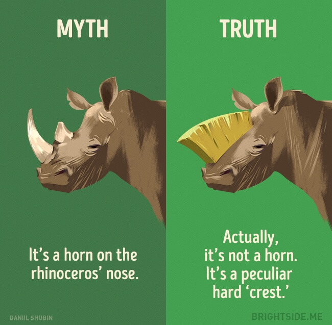 myth vs truth 11 (1)