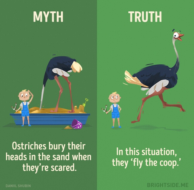 myth vs truth 3 (1)