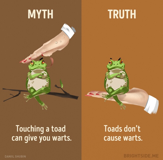 myth vs truth 4 (1)