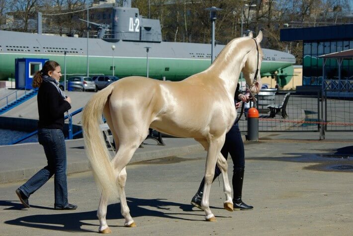Most Beautiful Horse In The World 4 (1)