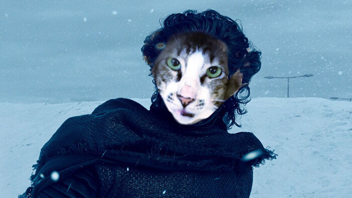 adam driver cat 10 (1)