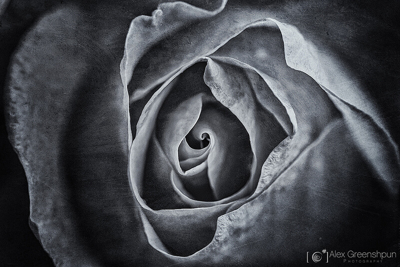 black and white pics 30 (1)