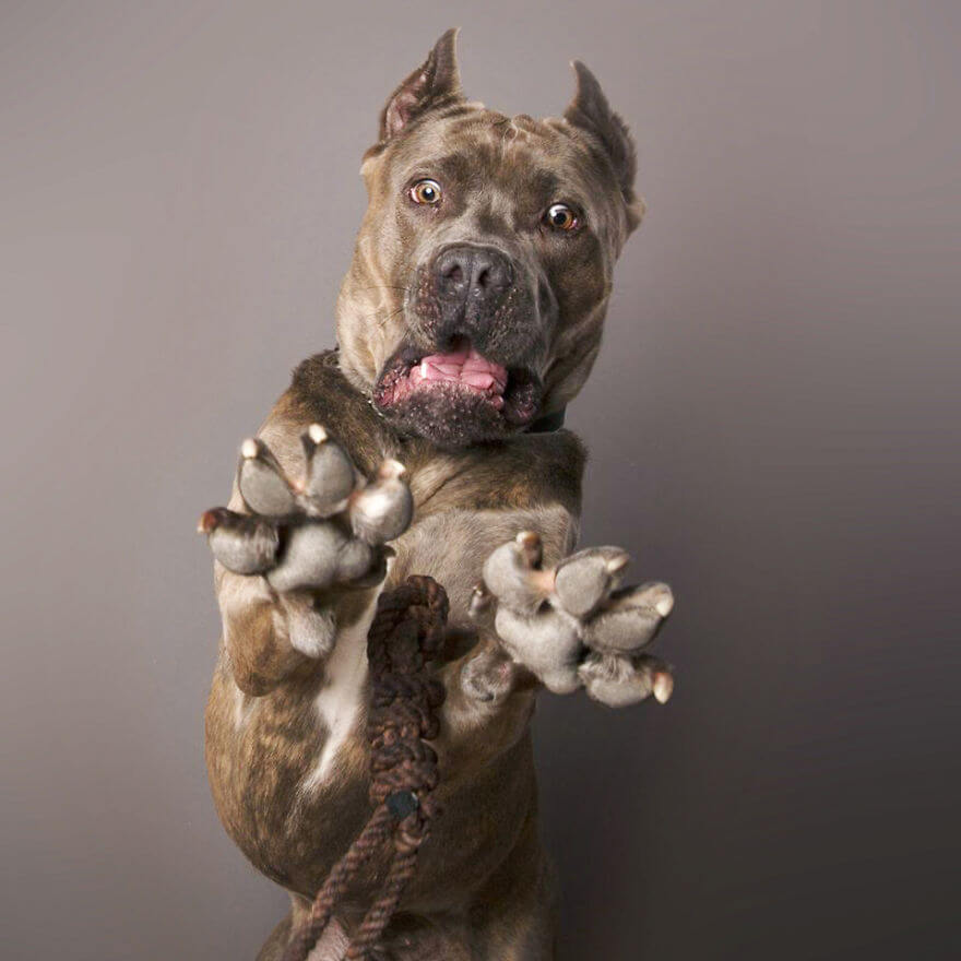 derpy dog portraits by kevin sarasom (1)