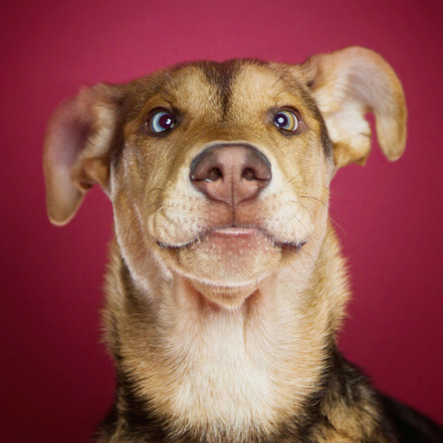 These Derpy Dog Portraits By Kevin Sarasom Reminds Us Why We Love Dogs ...