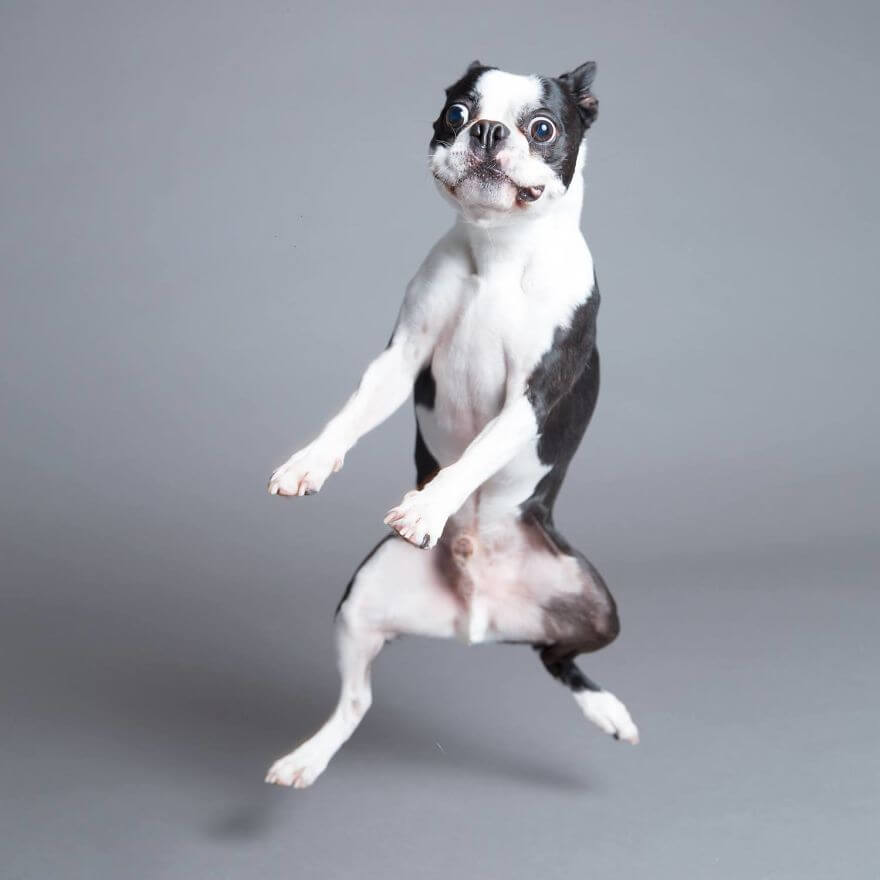 These Derpy Dog Portraits By Kevin Sarasom Reminds Us Why We Love Dogs ...