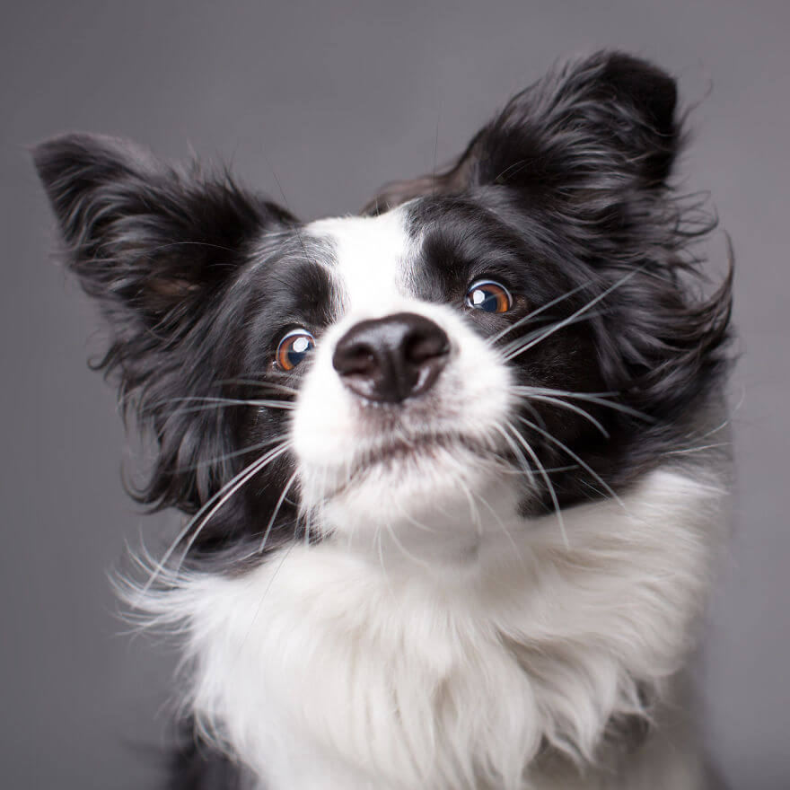 cute dog portraits by kevin sarasom 22 (1)