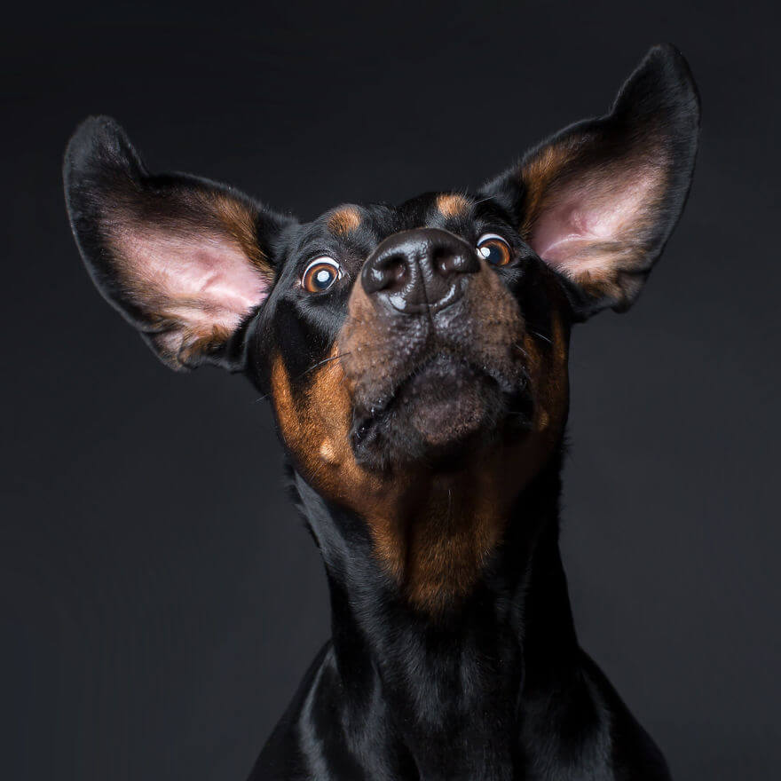 cute dog portraits by kevin sarasom 23 (1)