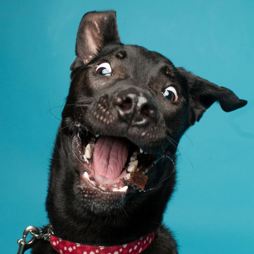 These Derpy Dog Portraits By Kevin Sarasom Reminds Us Why We Love Dogs ...