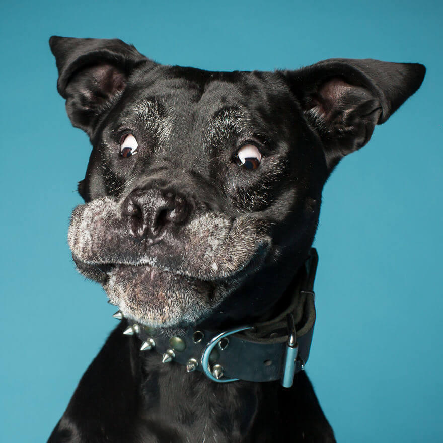 derpy dog portraits by kevin sarasom 28 (1)