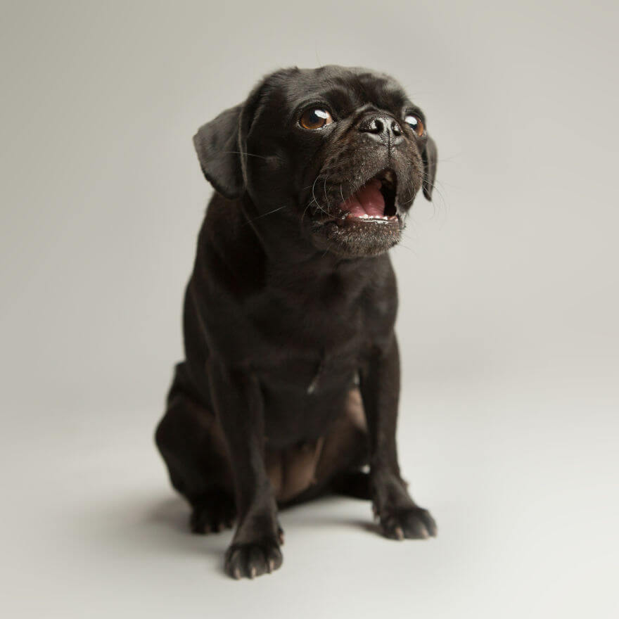 derpy dog portraits by kevin sarasom 3 (1)