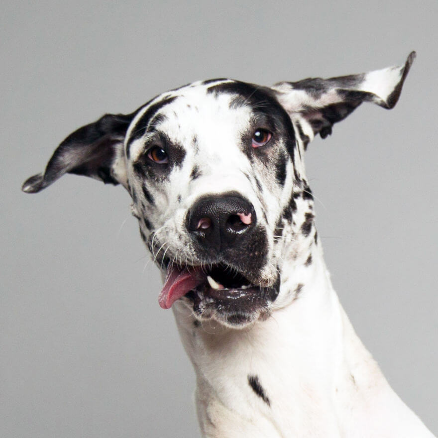 These Derpy Dog Portraits By Kevin Sarasom Reminds Us Why We Love Dogs ...