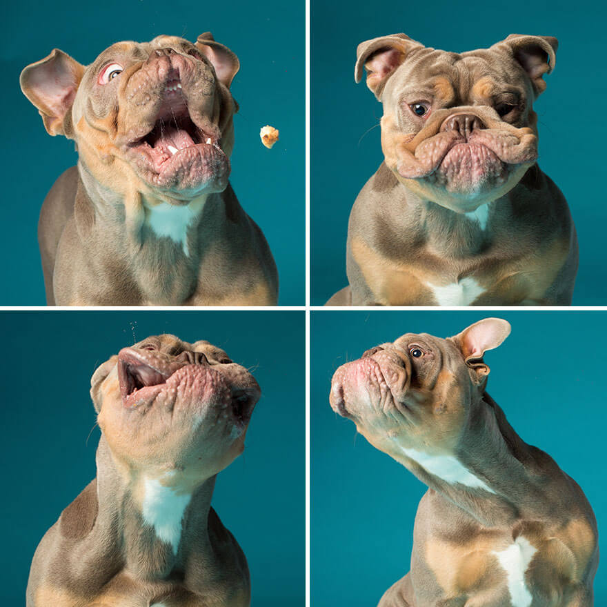 derpy pet portraits by kevin sarasom 8 (1)