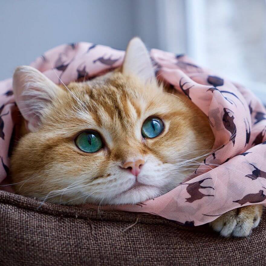 hosico cat pillow