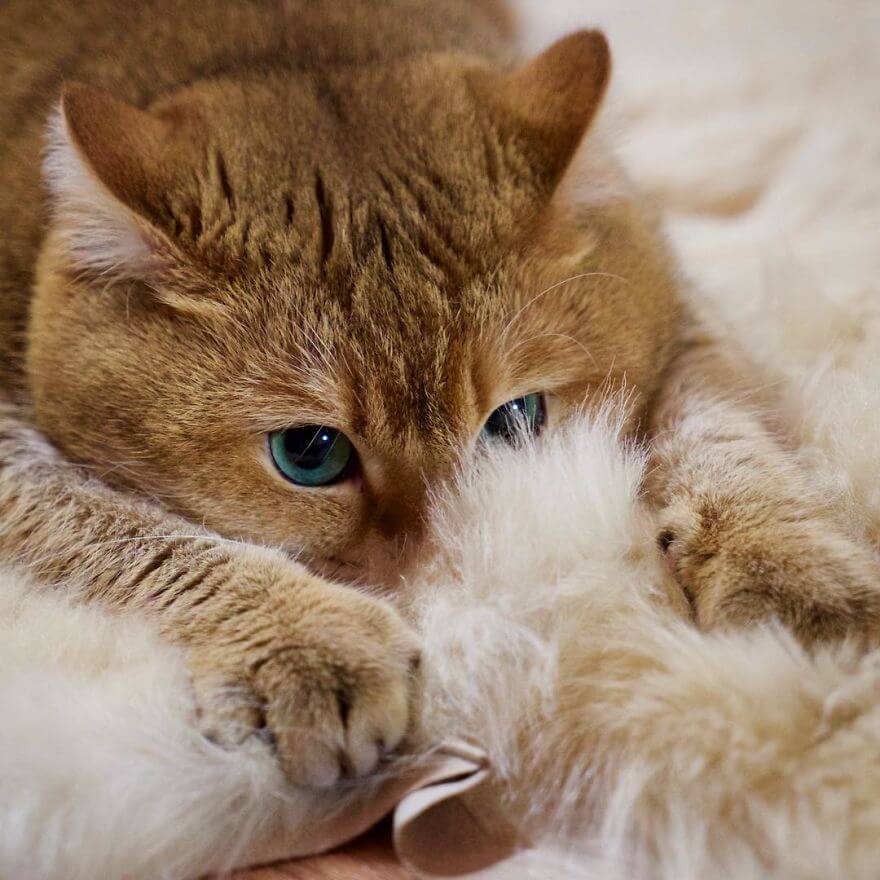 hosico cat pillow