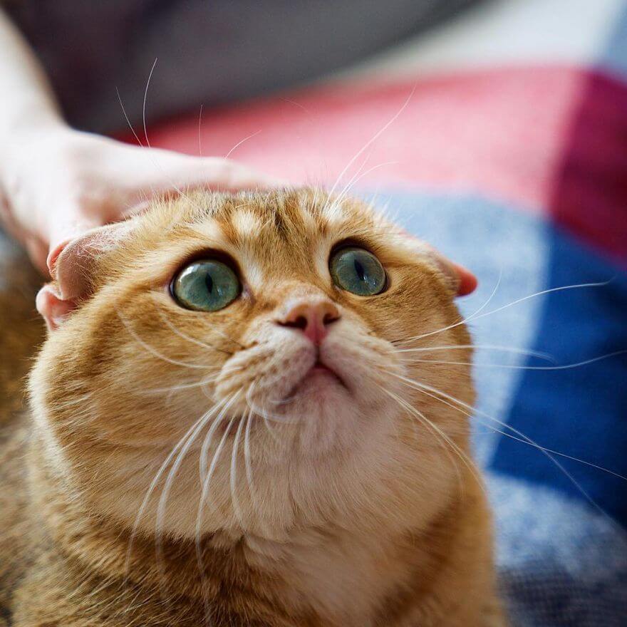 41 Pictures Of The Hosico Cat Proving Once And For All Puss In Boots Is