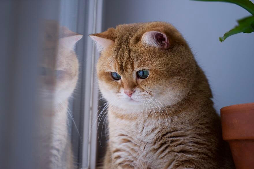 41 Pictures Of The Hosico Cat Proving Once And For All 