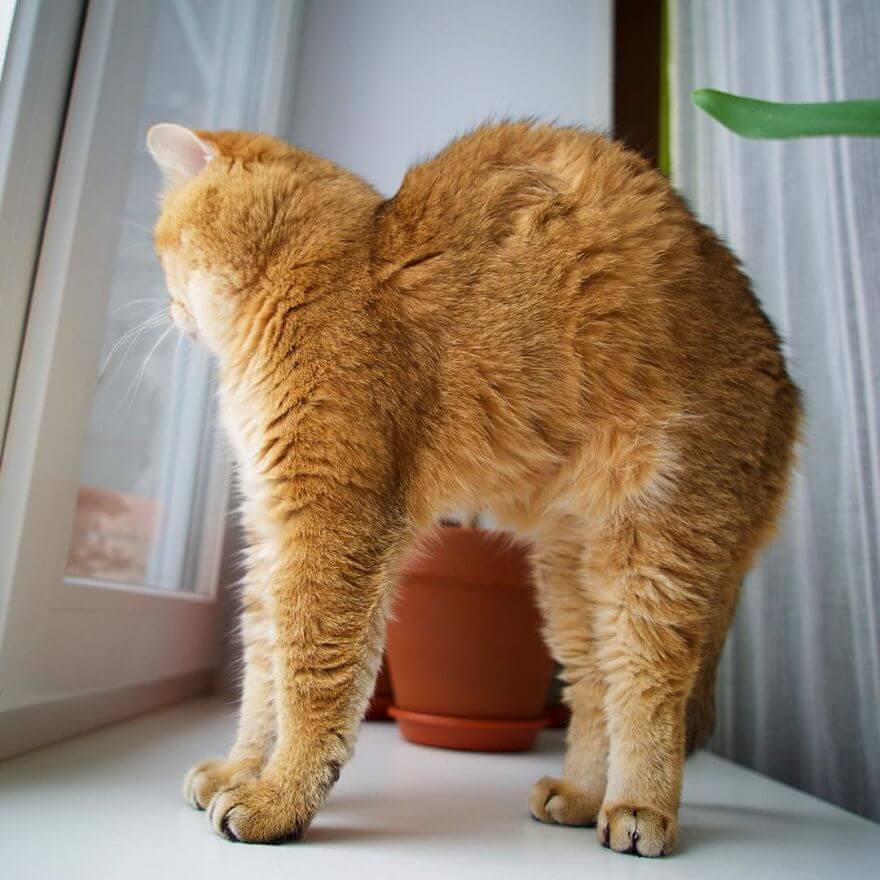 41 Pictures Of The Hosico Cat Proving Once And For All Puss In Boots Is