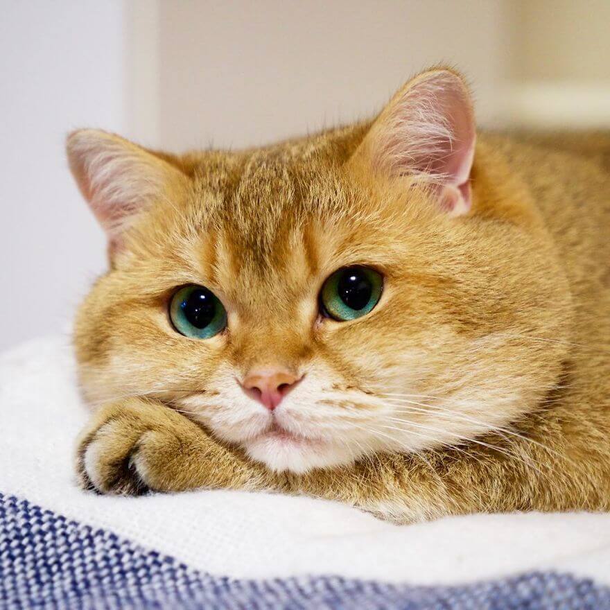 hosico cat pillow