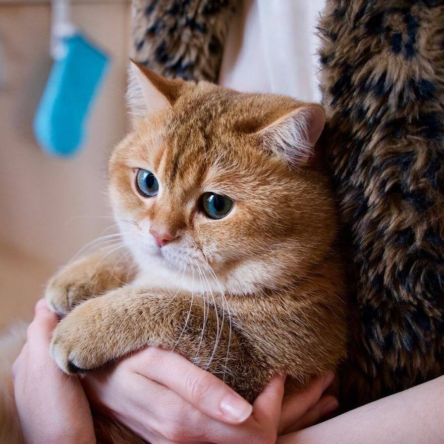 hosico cat pillow