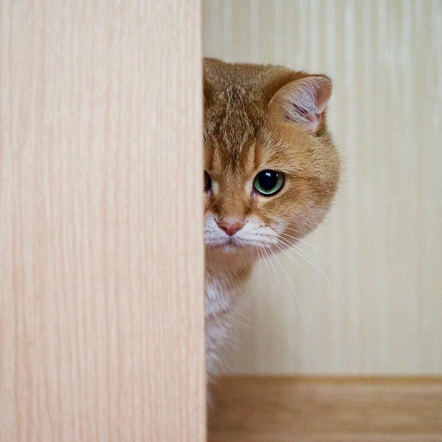 hosico cat pillow