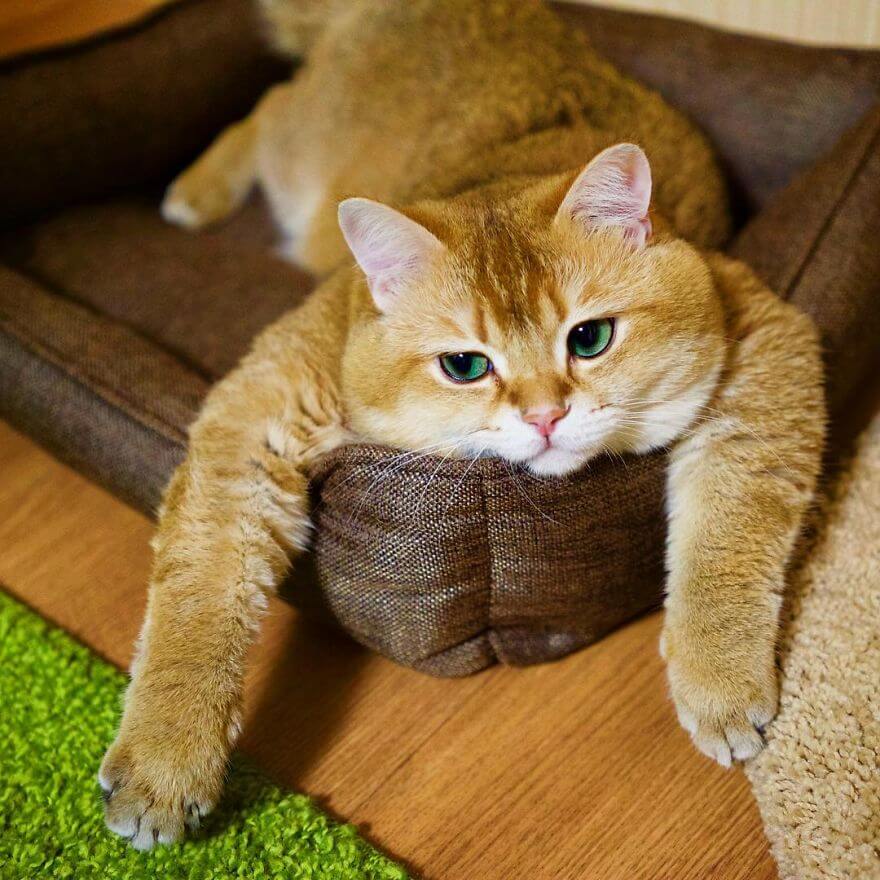 41 Pictures Of The Hosico Cat Proving Once And For All Puss In Boots Is ...