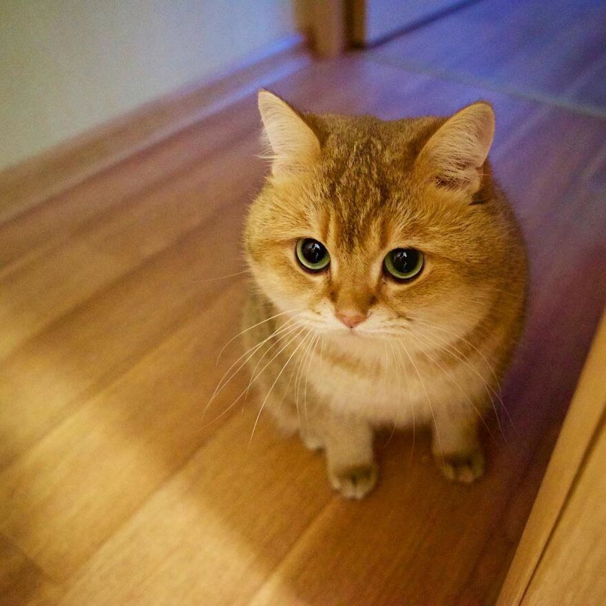 41 Pictures Of The Hosico Cat Proving Once And For All 