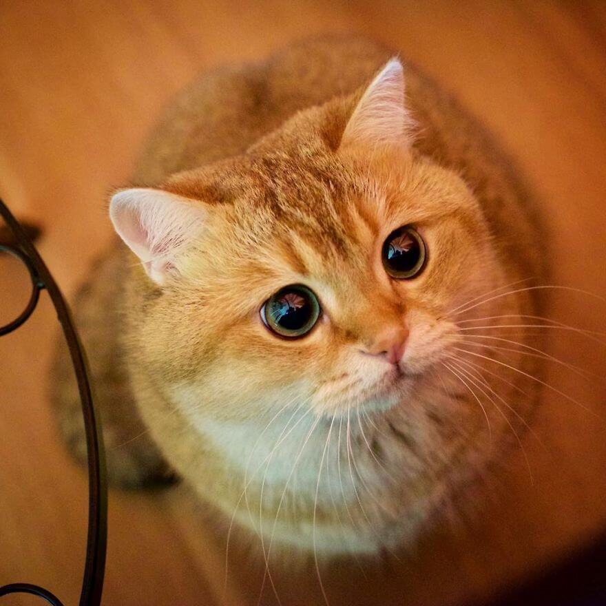 hosico the cat 6 (1)