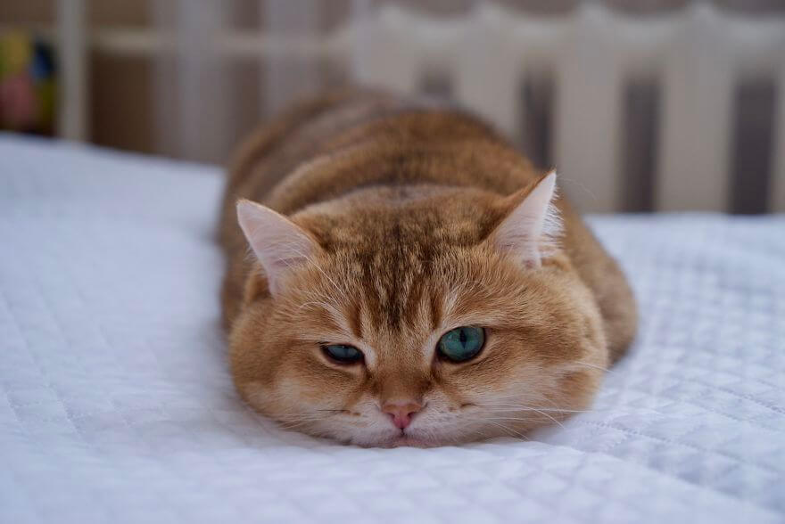 41 Pictures Of The Hosico Cat Proving Once And For All